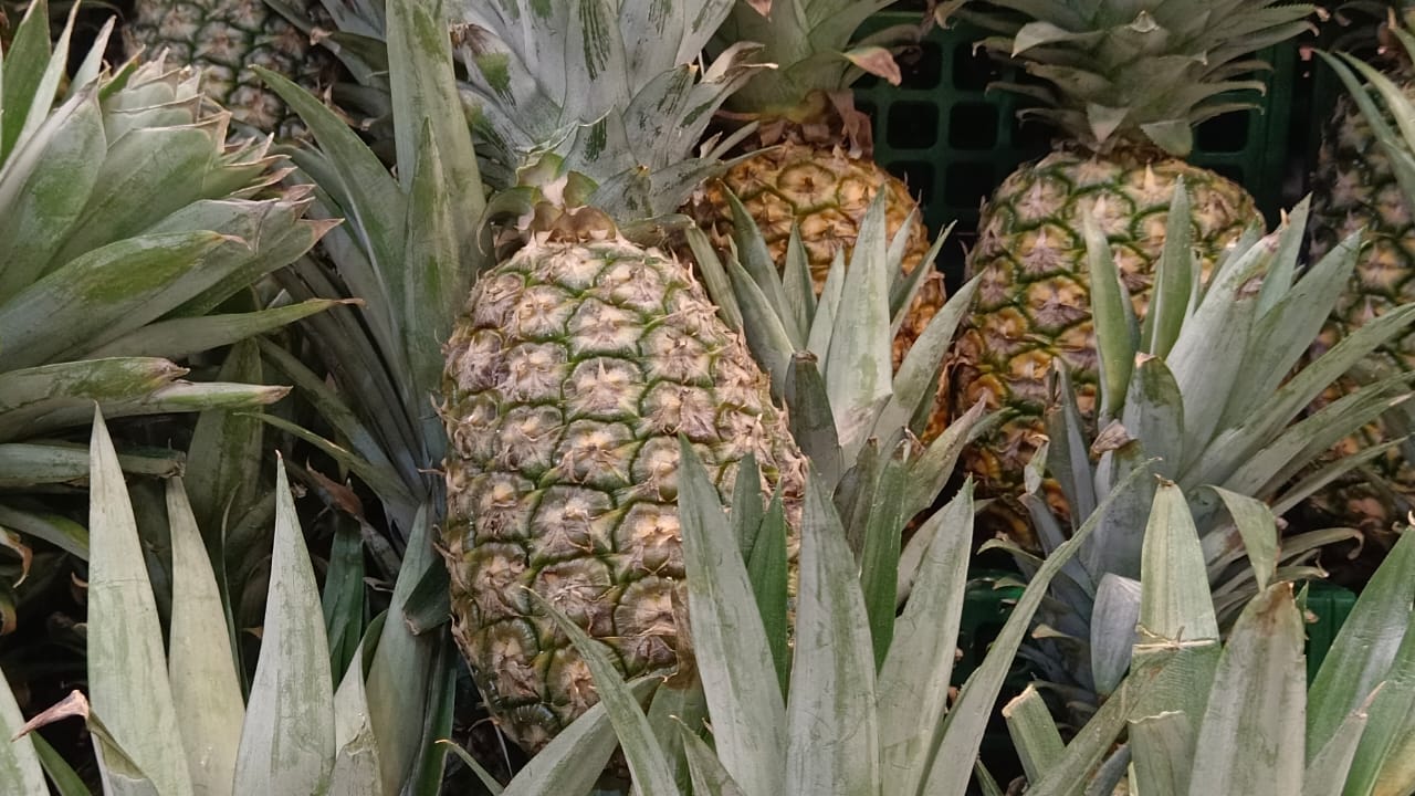 Nanas Malaysia - Malaysian Pineapple Information and Promotion Platform
